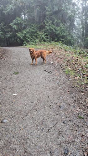 Dog Park Denny Creek trailhead Kirkland