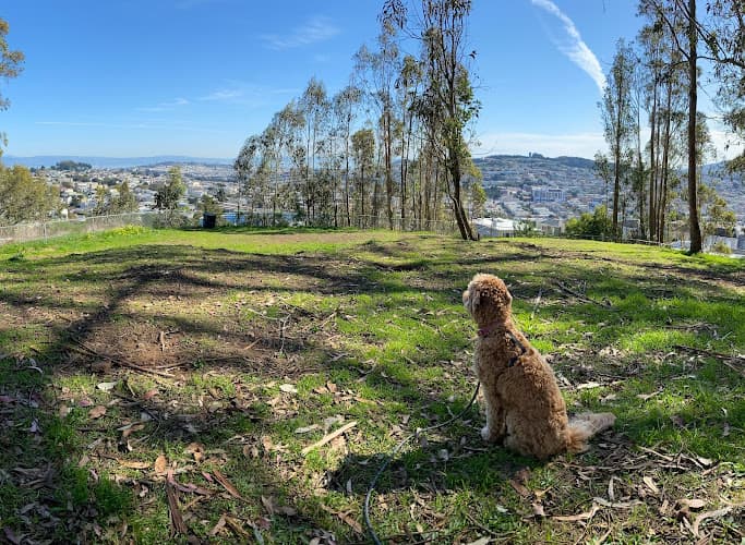 Dog Park Dorothy W Erskine Park San Francisco