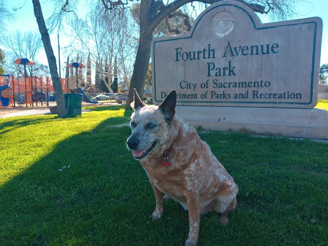 Dog Park Fourth Avenue Park Sacramento