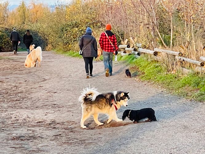 Dog Park Friends of the Sandy River Delta Gresham