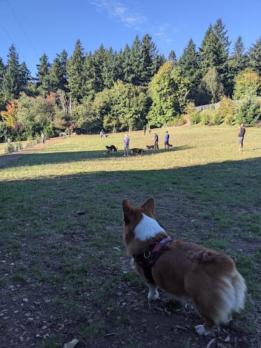 Dog Park Hillsdale City Park Gresham
