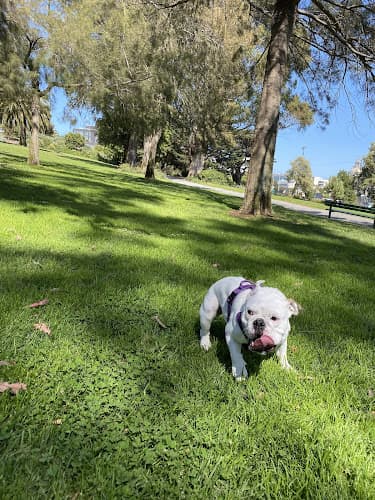 Dog Park Jefferson Square Park San Francisco