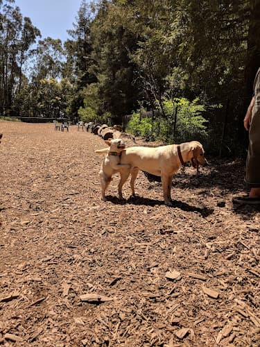 Dog Park Joaquin Miller Dog Park Berkeley