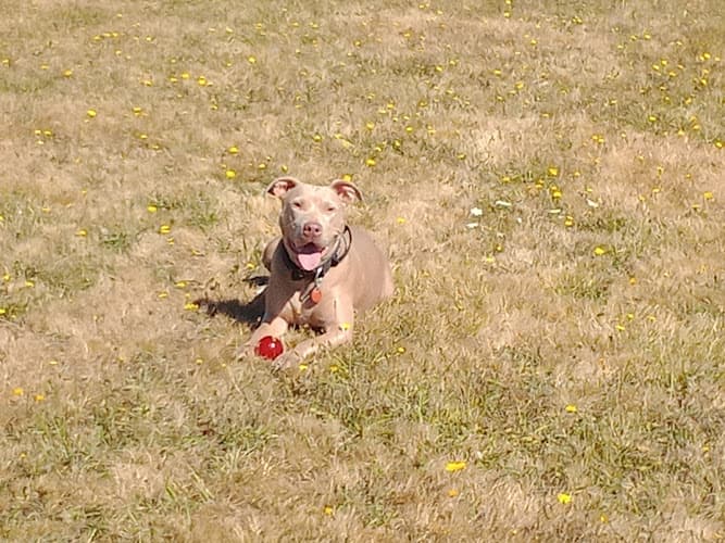 Dog Park John Deere Field Gresham