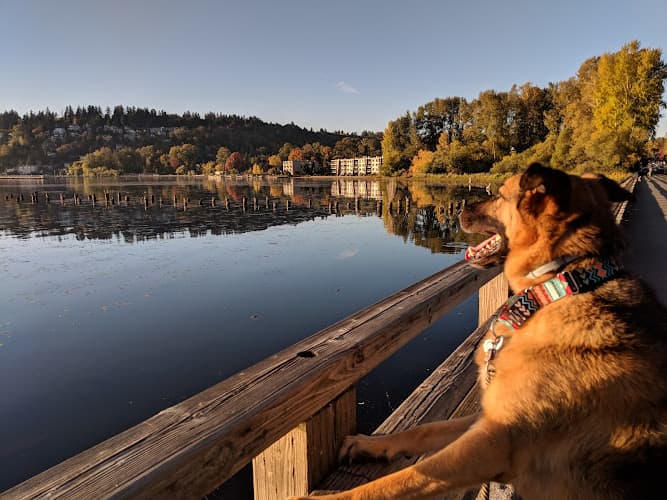Dog Park Juanita Bay Park Kirkland