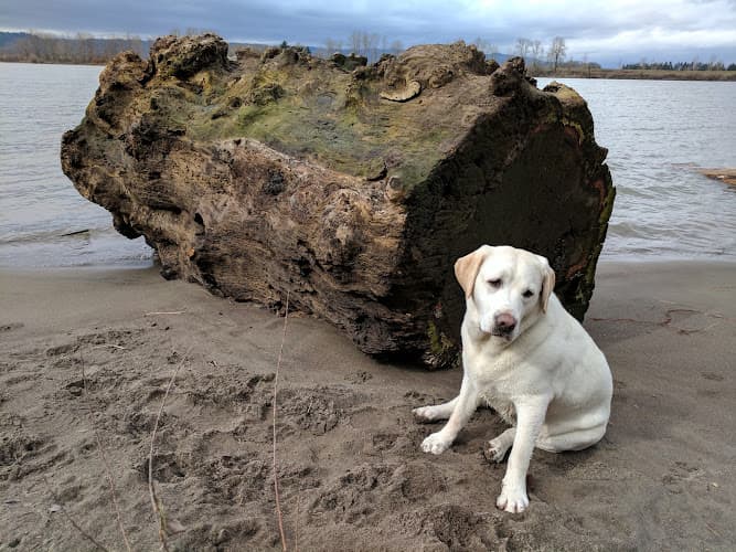 Dog Park Kelley Point Park Portland