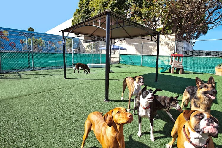 Dog Park Kennel Club LAX Inglewood