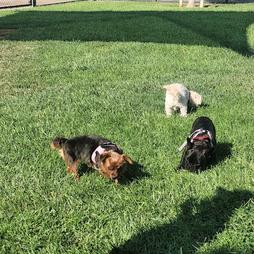 Dog Park Kings Dog Park Antioch