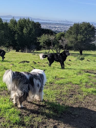 Dog Park Knowland Park Open Space Oakland