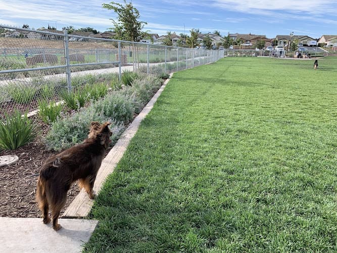 Dog Park Koda Dog Park Antioch