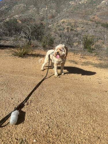 Dog Park La Alba Trail Temecula