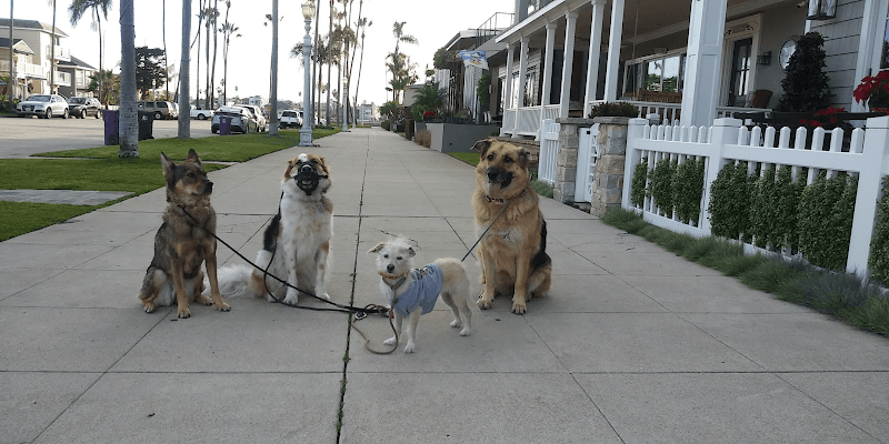 Dog Park La Bella Fontana Park Long Beach