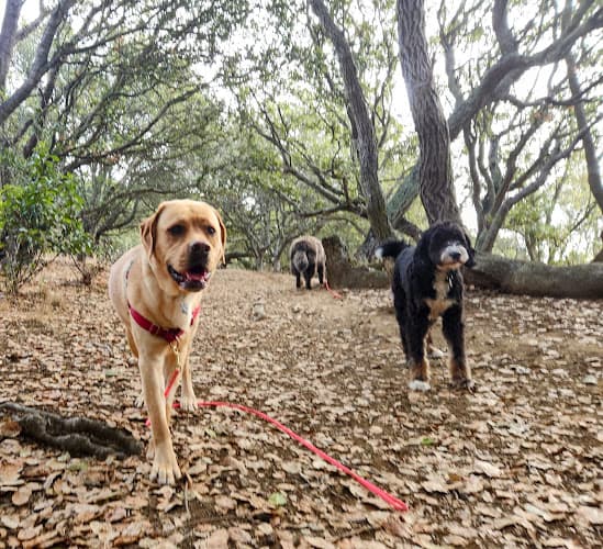 Dog Park Leona Heights Park Oakland