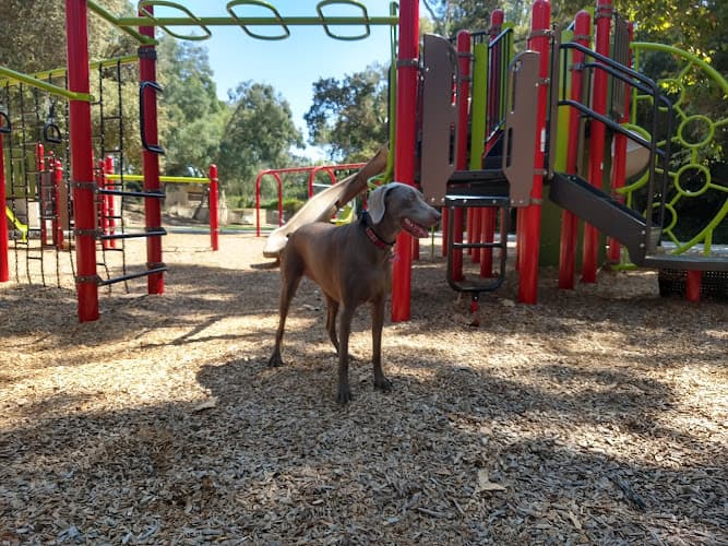 Dog Park Linda Vista Park Pasadena