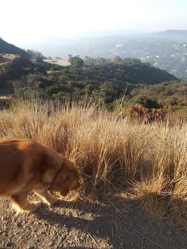 Dog Park Mandeville Canyon Park Los Angeles