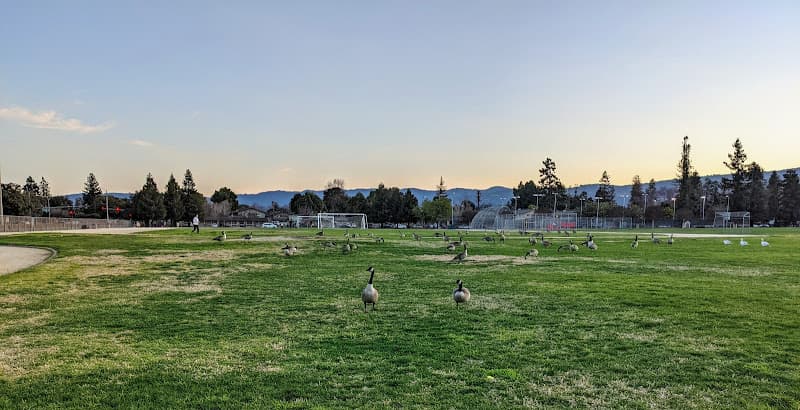 Dog Park Mango Park Sunnyvale