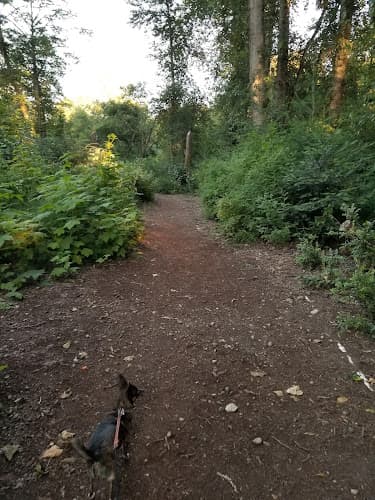 Dog Park May Creek Trail Renton