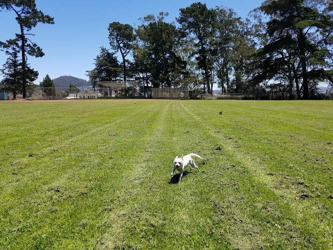 Dog Park McCoppin Square San Francisco