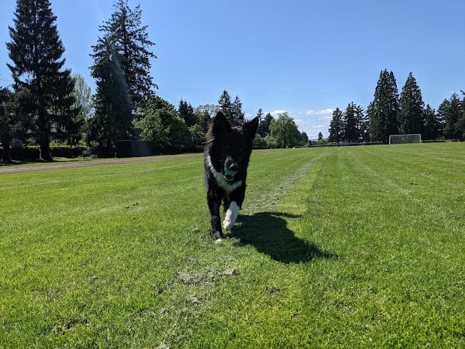 Dog Park Memory/Mill Plain Park Vancouver