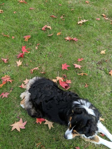 Dog Park Moshofsky Woods Park Hillsboro