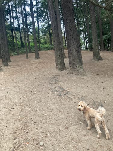 Dog Park Mt Tabor Off Leash Dog Park Gresham