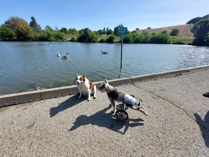 Dog Park Newhall Community Park Vallejo