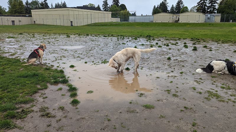 Dog Park Newport Hills Park Bellevue