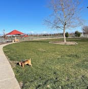 Dog Park North Natomas Regional Dog Park Sacramento