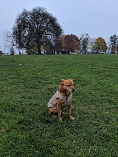 Dog Park Overlook Park Portland