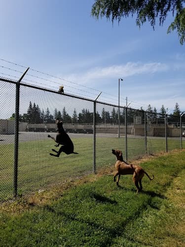 Dog Park Partner Park Dog Park Sacramento