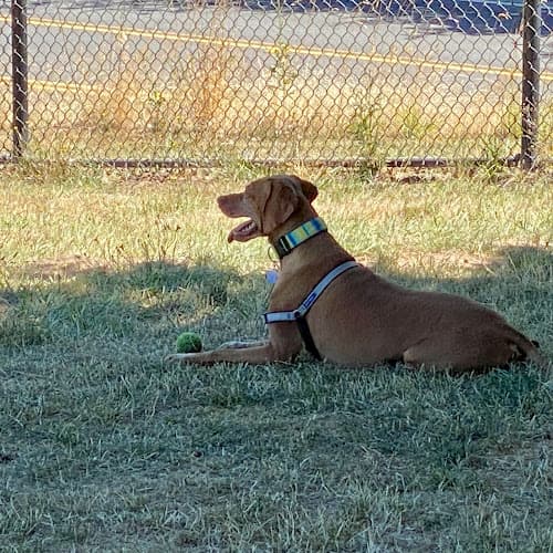 Dog Park Paul and Verna Winkelman Park Hillsboro