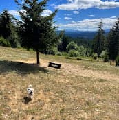Dog Park Pet Exercise Area Hillsboro