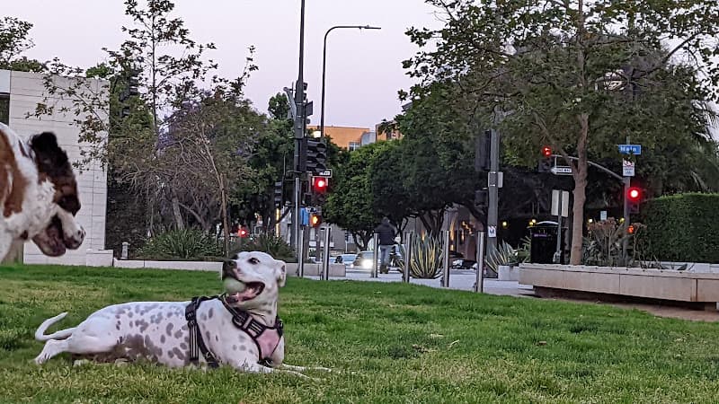 Dog Park Plaza de California Los Angeles