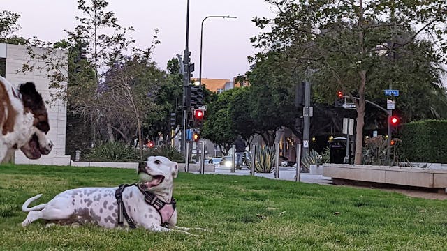 Dog Park Plaza de California Los Angeles