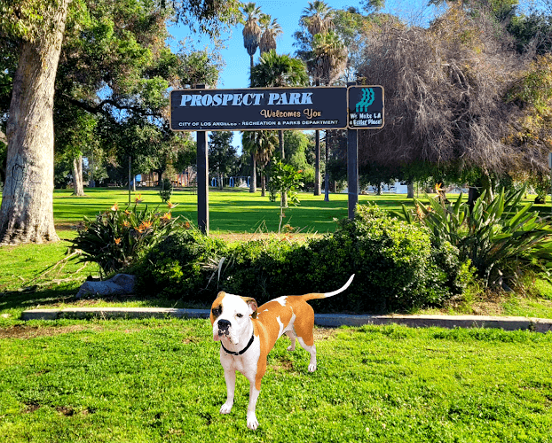 Dog Park Prospect Park Los Angeles
