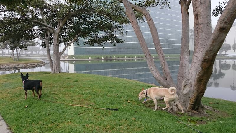 Dog Park Rainbow Lagoon Park Long Beach