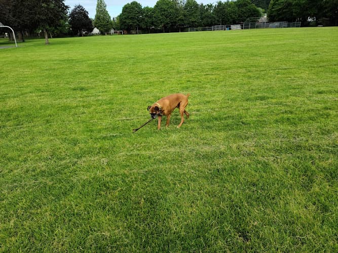 Dog Park Red Sunset Park Gresham
