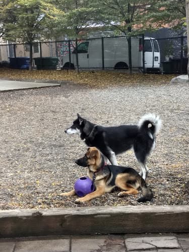 Dog Park Regrade Park Seattle