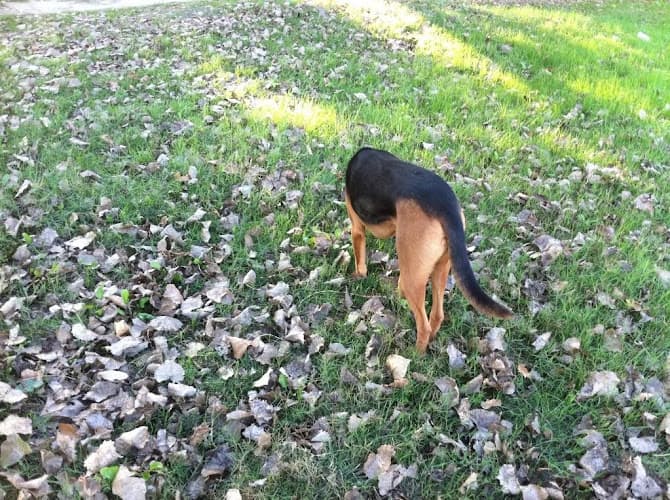 Dog Park Sacramento River Parkway Sacramento