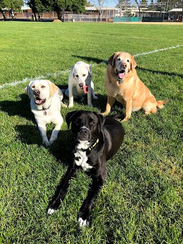 Dog Park San Antonio Park Sunnyvale