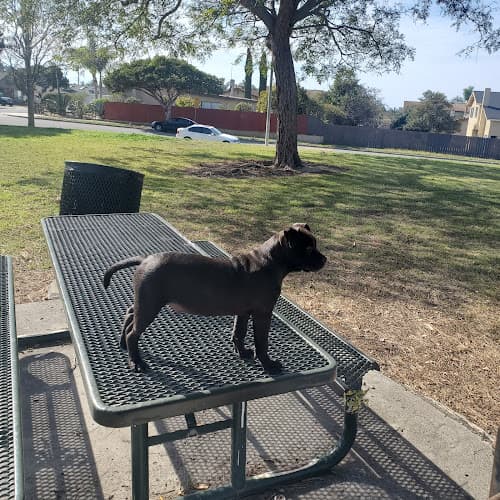 Dog Park Sierra Linda Park Ventura