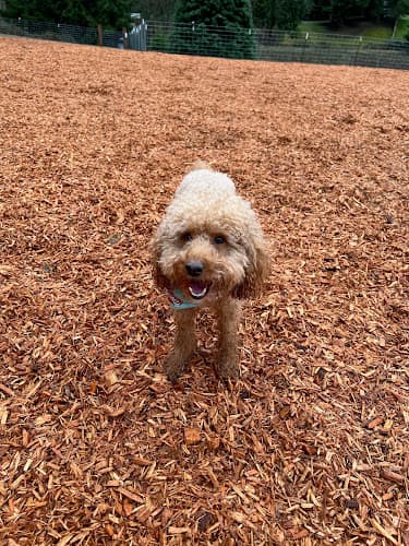 Dog Park Snyder's Corner Park Kirkland