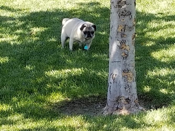 Dog Park Spencer's Crossing Sports Park, Valley-Wide Recreation and Park District Temecula