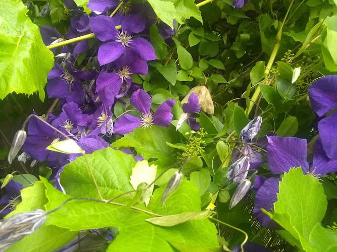 Dog Park St Helens Park Vancouver