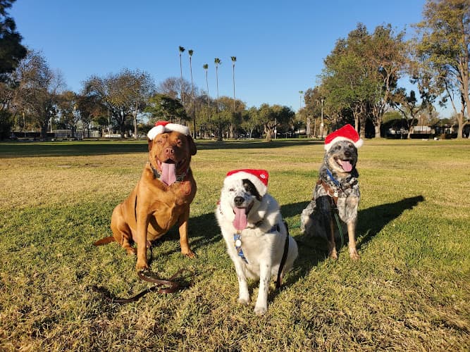 Dog Park Stearns Champions Park Long Beach