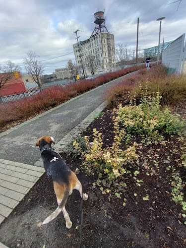 Dog Park The Fields Offleash Park Portland