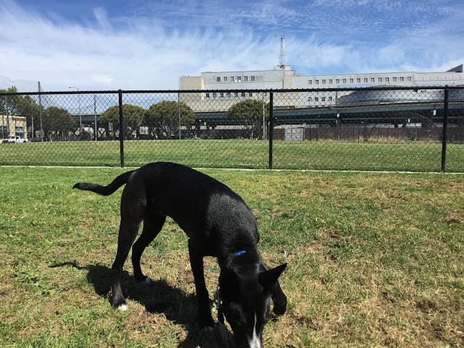 Dog Park Victoria Manalo Draves Park San Francisco