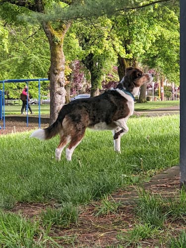 Dog Park Wallace Park Portland