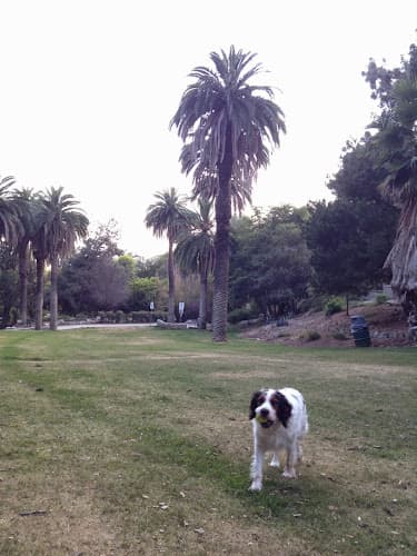Dog Park Wattles Garden Park Inglewood