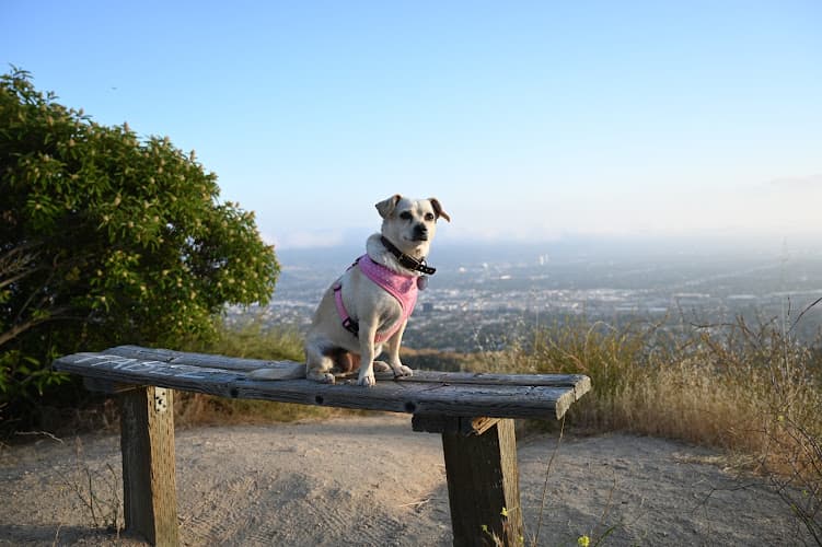 Dog Park Wildwood Canyon Trailhead Burbank
